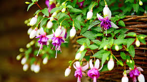 How to care for fuchsias: tips for breath-taking blooms |