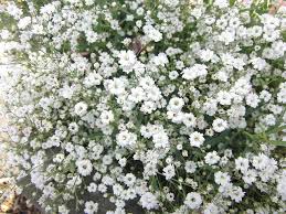 White flowers similar to baby's breath. Baby S Breath Lovetoknow