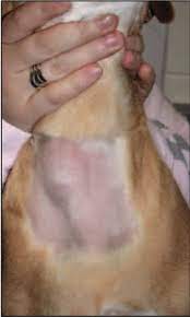 There have been cases of thyroid cancer growing on the neck in an area away from the thyroid, and in the chest or under the tongue. Animal Endocrine Clinic Thyroid Tumors And Hyperthyroidism In Dogs