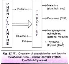 Metabolism Of Amino Acids A Close Look With Diagram