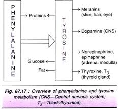 Metabolism Of Amino Acids A Close Look With Diagram