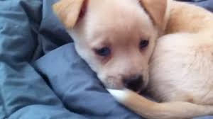 Chigi (pembroke welsh corgi x chihuahua) another delightful family pet, the chigi, is playful, protective, and dedicated, particularly towards a single person of the family. Sweet Corgi Chihuahua Mix Puppy Is Sleepy Youtube