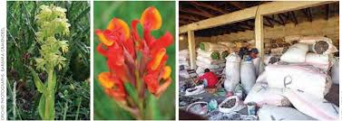 Image result for Disa ochrostachya