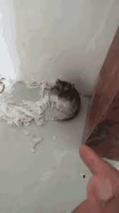 Bang Bang Little Man Gif Hamster Plays Dead Shot Gun Discover Share Gifs