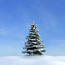 Snow tree transparent images (1,034). Snow Covered Pine Tree 3d Cgtrader