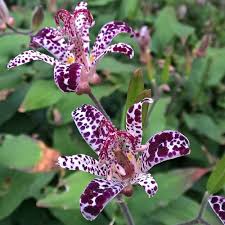 See more ideas about plants, outdoor plants, planting flowers. 12 Cold Hardy Tropical Plants To Grow Now Home Garden And Homestead