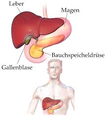 Welche organe liegen rechts im rücken? Bauchspeicheldruse Wikipedia
