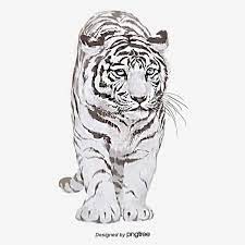 Beast White Tiger Hand Painted Illustration Elements Png And Psd Tiger Illustration Underwater Photography White Tiger Pictures
