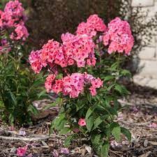 Maybe you would like to learn more about one of these? Candy Store Coral Creme Drop Phlox Buy Online At Nature Hills Nursery