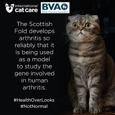 In this blog you can see and share photos of your cute friend! Scottish Fold Disease Osteochondrodysplasia International Cat Care