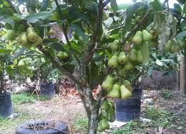 Pokok jambu air mulai berbuah secara produktif pada 1 s/d 1,5 tahunsetelah penanaman. Buah Jambu Madu Di Rumah Semakin Merekah Steemit
