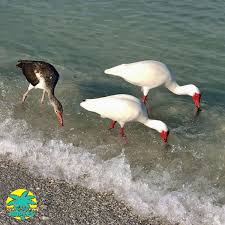 Three Ibises Say That 10x Fast Collective Plural Ibis Classical Plurals Ibides Ibes Immature White Ibis Have Colorful Feathers Nature Bird Lovers