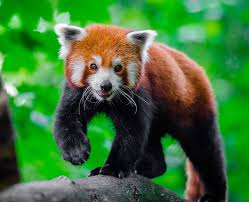 Krasnaya Panda Opisanie Zhivotnogo Sreda Obitaniya Skolko Zhivut