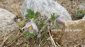 Image result for Lepidagathis lanatoglabra