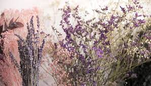 Download Close Up Of Lavender Flowers For Free Lavender Flowers E Flowers Flowers