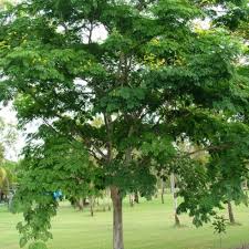 Image result for Caesalpinia ferrea