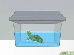 How To Care For A Red Eared Slider Turtle (With Pictures)