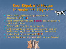 Hayvan Isirmalarinda Ilkyardim Ppt Indir