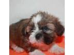 Shitzu puppies seem to be quite small, extremely sweet, and quite lovely. Page 10 Shih Tzus For Sale In Houston Dogs On Oodle Classifieds
