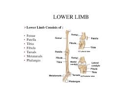 Bone structure of the lower leg. Lower Limb Bones Anatomy Structure Features Muscles Science Online