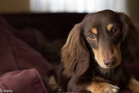Alphy Longhaired Chocolate Cream Miniature Dachshund Clever Dog Dachshund Breed Dachshund