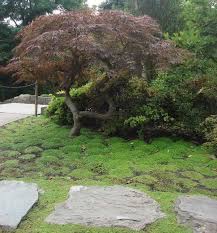 Plants For Japanese Gardens Uk Japanese Garden Plants Japanese Garden Japanese Garden Plants Landscaping Inspiration