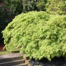 Best soil test kit reviews. Gardening Features From Crocus Co Uk Japanese Maples