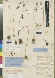 Image result for Dipcadi vaginatum