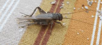 The larger crickets bite you more painfully. Do Crickets Bite Keeping These Insects Out Of Your Home Abc Blog