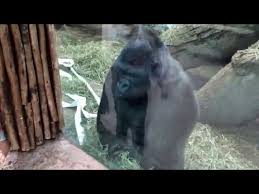 Check spelling or type a new query. Zoo Gorilla Teaches Little Girl How To Give People The Finger The Dodo
