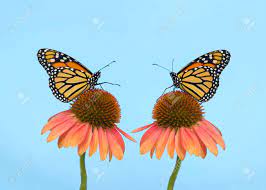 We did not find results for: Two Monarch Butterflies Face To Face On Cone Flowers Facing Towards Each Other One Butterfly With Leg Extended As If Reaching For The Other Light Blue Background With Copy Space Stock Photo