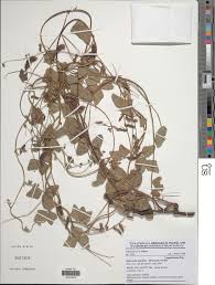 Image result for Rhynchosia sublobata