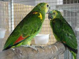 Enfermedades Mas Comunes De Los Loros Loros Aves De Compania Animales De La Naturaleza