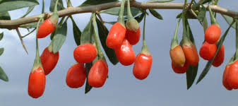 Les baies de goji, sont de petites baies de couleur rouge, d'une taille comprise entre 1 et 2 cm, au nom scientifique lycium barbarum. Culture Recolte Et Sechage Des Baies De Goji