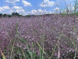 Image result for Eragrostis arenicola