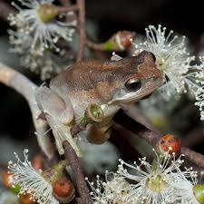 We did not find results for: Catching The Eye On Instagram The Frog In This Rather Festive Looking Scene Is A Southern Brown Tree Frog Litoria Ewingii They Re Very Good Climbers And Ar