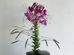 Image result for Cleome macrophylla