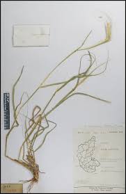 Image result for Sehima