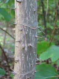 Pin On Native Prairie Rain Garden