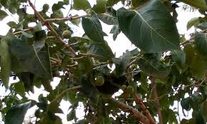 Image result for Vangueria esculenta