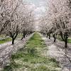 Flowered almond tree in spring. Https Encrypted Tbn0 Gstatic Com Images Q Tbn And9gcto347fi6d2lkbmuap64qpq2nbldykqyyqwog Y7olkjoepvb1m Usqp Cau