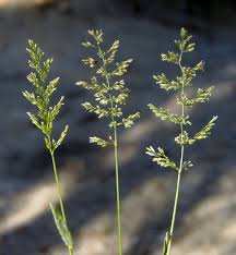 Image result for Polypogon