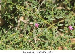 Image result for Zygophyllaceae