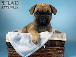 Maybe you would like to learn more about one of these? Dogs Puppies For Sale Petland Summerville South Carolina