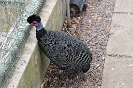 Invatam cifrele si numeral cu ajutorul animalelor domestice si salbatice. PasÄre GrÄdinÄ ZoologicÄ Parc Animal Animale SÄlbatice Tropical Desen Animat VarÄ Piqsels