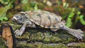 The only thing a camel spider can do is inflict a very painful. Dream Of Tortoise Meaning And Symbolism