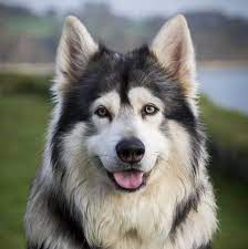 13 wolf like dog breeds that make surprisingly gentle pets wolf dog breeds northern inuit dog wolf dog