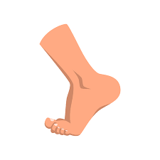 Male feet were wider and higher for the same fl. Foot Cartoon Stock Photos And Images 123rf