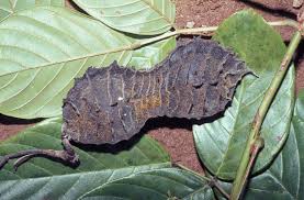 Image result for Macropsychanthus