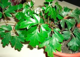 Image result for Cissus